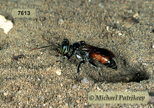 Antenna-waving Wasp (Tachysphex pechumani)